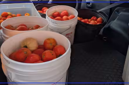 Mobile Meals partnership brings locally grown produce to Toledo seniors