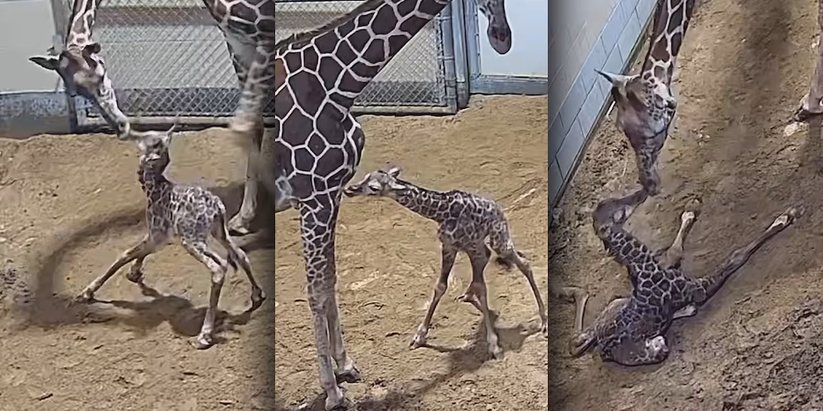 Toledo Zoo welcomes baby giraffe born Sept. 16 (48)