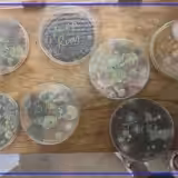 Austin Ferrell says black mold is forcing family from Toledo rental
