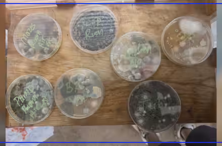 Austin Ferrell says black mold is forcing family from Toledo rental