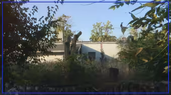 Madeline Driftmyer says abandoned Toledo property is drawing rats to yard