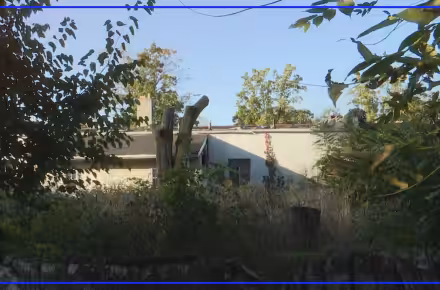Madeline Driftmyer says abandoned Toledo property is drawing rats to yard