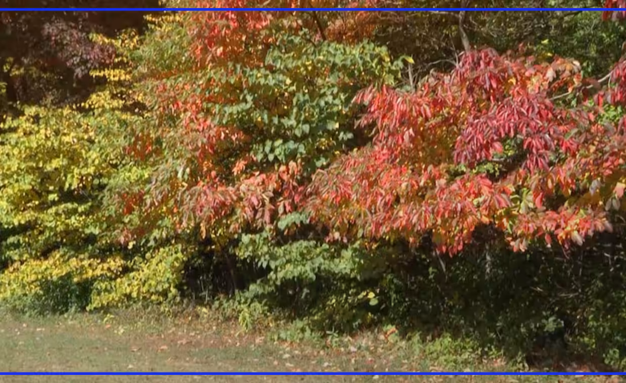 Toledo fall foliage display expected to peak by early November