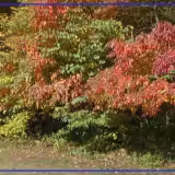 Toledo fall foliage display expected to peak by early November