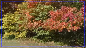 Toledo fall foliage display expected to peak by early November