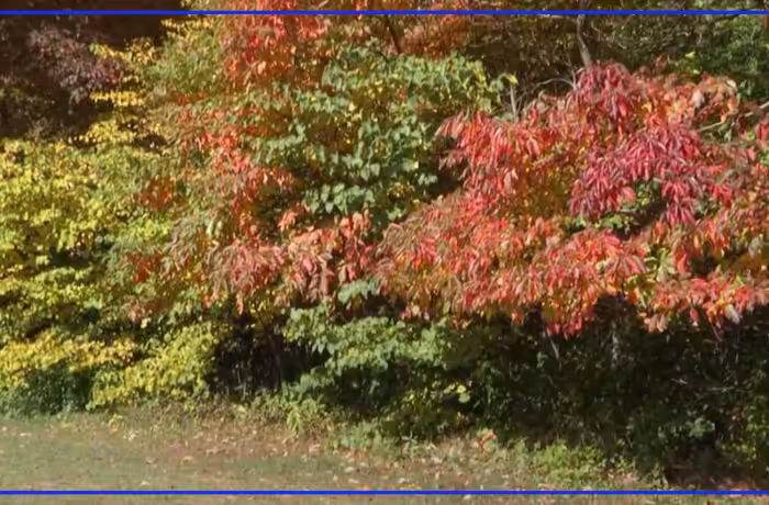 Toledo fall foliage display expected to peak by early November