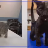 Two sister kittens available for adoption at Humane Ohio in Toledo
