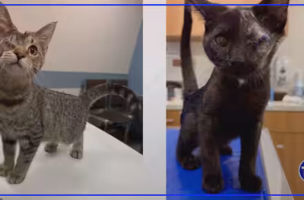 Two sister kittens available for adoption at Humane Ohio in Toledo