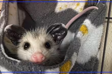 Waterville wildlife rescue Nature’s Nursery takes in record number of animals
