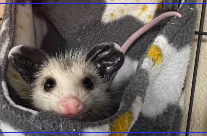 Waterville wildlife rescue Nature’s Nursery takes in record number of animals